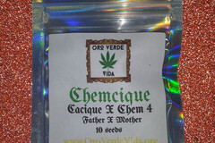 Venta: Chemcique - (Cacique x Chem 4) 10+ seeds