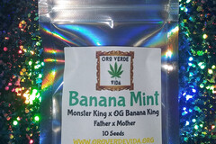Vente: Banana Mint - (Monster King x OG Banana King)