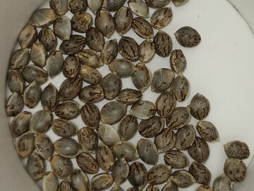 Sell: GRANDPAS STASH Regular Seeds - Humble Jungle Seeds
