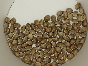Sell: OG KUSH Feminized Seeds - Humble Jungle Seeds