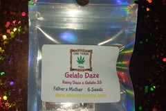Vente: Gelato Daze - (Rainy Daze x Gelato 33) 6 seeds