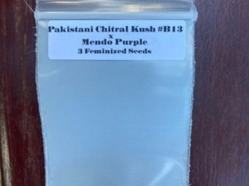 Enchères: (AUCTION) Pakistani Chitral Kush x Mendo Purps from CSI Humboldt