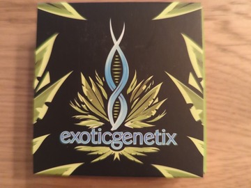 Sell: Exotic Genetix  - Caesar - Gorilla Glue x Triple OG