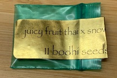 Sell: *RARE AF* Bodhi Seeds - Juicy Fruit Thai x Snow Lotus (1 Pack)