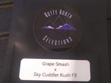 Venta: (Grape Smash x Sky Cuddler Kush F3) Bulk packs *420 Sale*