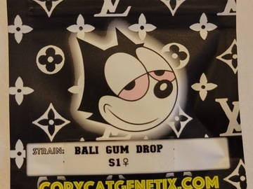 Bali Gum Drop S1 Copycat Genetix Clone Only FEMS