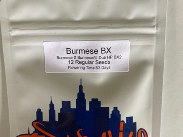 Sell: Burmese BX from Top Dawg