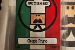 Venta: Tino's Genetics Grape Pruno