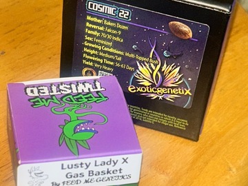 Auction: Exotic Genetix (cosmic 22) + 1 pack (Lusty Lady X Gasbasket)