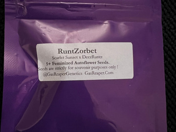 Sell: Gas Reaper Genetics RuntZorbet 5 Pack