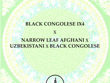 Congolese IX4 x Narrow Leaf Afghani x Uzbeki x Black Congolese