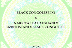 Vente: Congolese IX4 x Narrow Leaf Afghani x Uzbeki x Black Congolese
