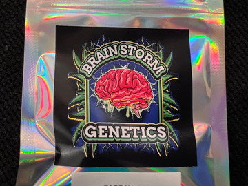 Venta: Brainstorn Genetics Tarzan Auto 5 pack