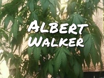 Vente: Albert Walker ( deal this week )