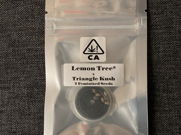 Vente: Lemon Tree x Triangle Kush - CSI:Humboldt