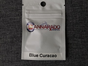 Vente: Blue Curacao - Cannarado Genetics