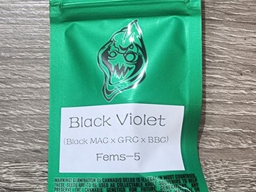 Venta: Black Violet - Robin Hood Seeds