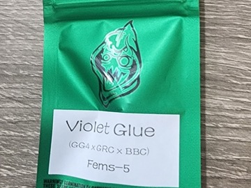 Venta: Violet Glue- Robin Hood Seeds