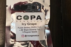 Vente: Copa genetics Icy Grape