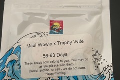 Vente: Maui Wowie X Trophy Wife By Surfr Seeds