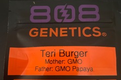 Venta: Teri Burger By 808 Genetics