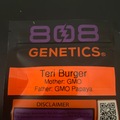 Vente: Teri Burger By 808 Genetics