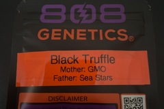 Vente: Black Truffle By 808 Genetics