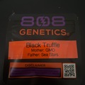 Venta: Black Truffle By 808 Genetics