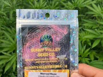 Sell: Nor Cal HAZE~ 13 Ct Sunny Valley Seeds