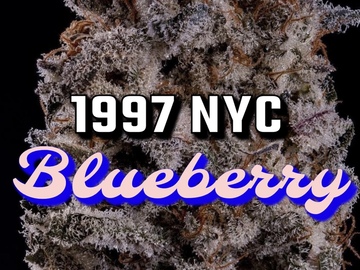 Venta: 1997 NYC Blue Berry