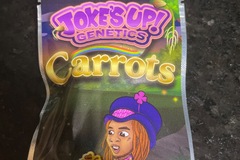 Vente: Carrots By Jokes Up Genetics