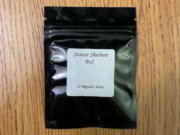 Sell: Sunset Sherbert BX1- Seed Junky Genetics