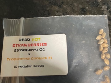 Sell: Dead Hot Strawberries by Oni Seed Co