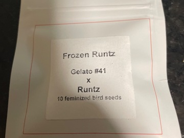 Sell: Frozen Runtz By Lit Farms