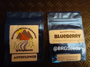 Venta: Blueberry Autoflower  5+ Pack Regular (M/F) Autoflower Seeds