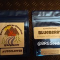 Sell: Blueberry Autoflower  5+ Pack Regular (M/F) Autoflower Seeds