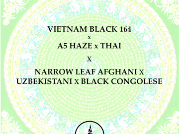 Sell: Vietnam Black x A5 Haze/Thai x NLD Afghani x Uzbeki x Congolese