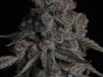 Auction: 6 Rooted Grape Gasoline (Compound Genetics)