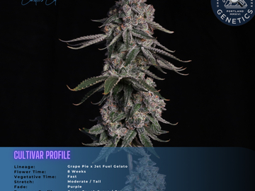 Auction: 3 Rooted Grape Gas (Compound Genetics)