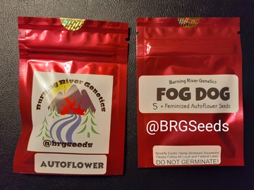 Vente: Fog Dog Feminized Autoflower 5 Pack Feminized Seeds