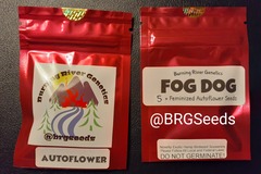 Sell: Fog Dog Feminized Autoflower 5 Pack Feminized Seeds