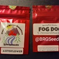Sell: Fog Dog Feminized Autoflower 5 Pack Feminized Seeds