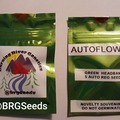 Sell: Green Headband Autoflower 5+ Pack Regular (Male/Female) Seeds