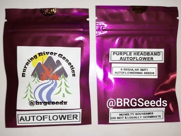 Venta: Purple Headband Autoflower 5+ Pack Regular (Male/Female) Seeds