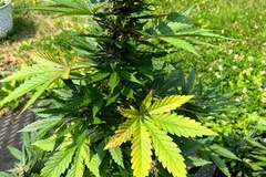 Sell: Queen's Banner x Chemmunity Service F3 (7x Auto Reg Seeds)