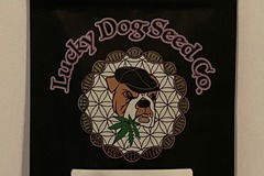 Vente: Lucky Dog Seeds - Mazard