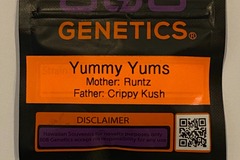 Vente: 808 Genetics - Yummy Yums