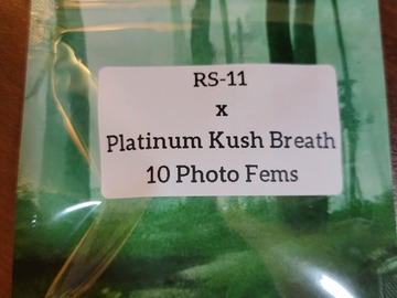 Sell: RS-11 x Platinum Kush Breath - 10 photo fems