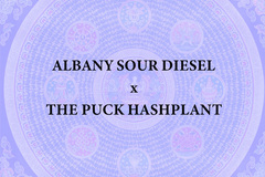 Vente: Albany Sour Diesel x THE PUCK BC3