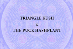 Vente: Triangle Kush x THE PUCK BC3